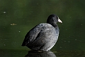 Coot - E